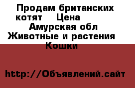 Продам британских котят  › Цена ­ 3 000 - Амурская обл. Животные и растения » Кошки   